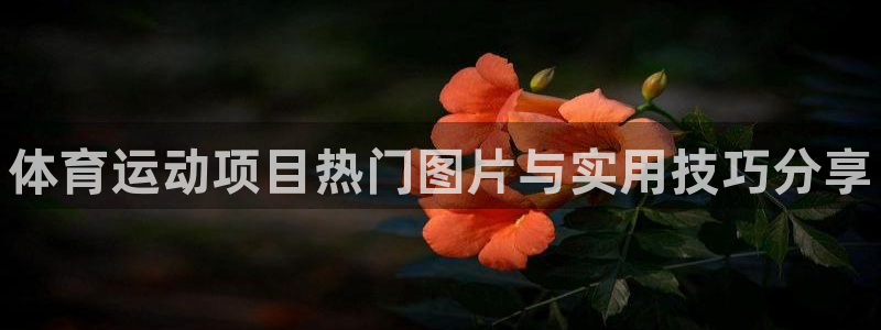 一竞技官方集团官网：体育运动项目热门图片与实用技巧分