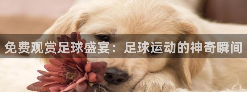 360足球体育直播无插件高清：免费观赏足球盛宴：足球运动的神奇瞬间